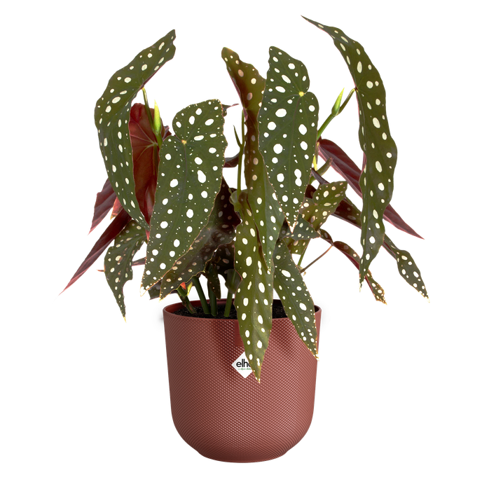 jazz rund 19cm toskanisches rot